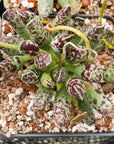 Adromischus cooperi 'Festivus' - Vivid Root