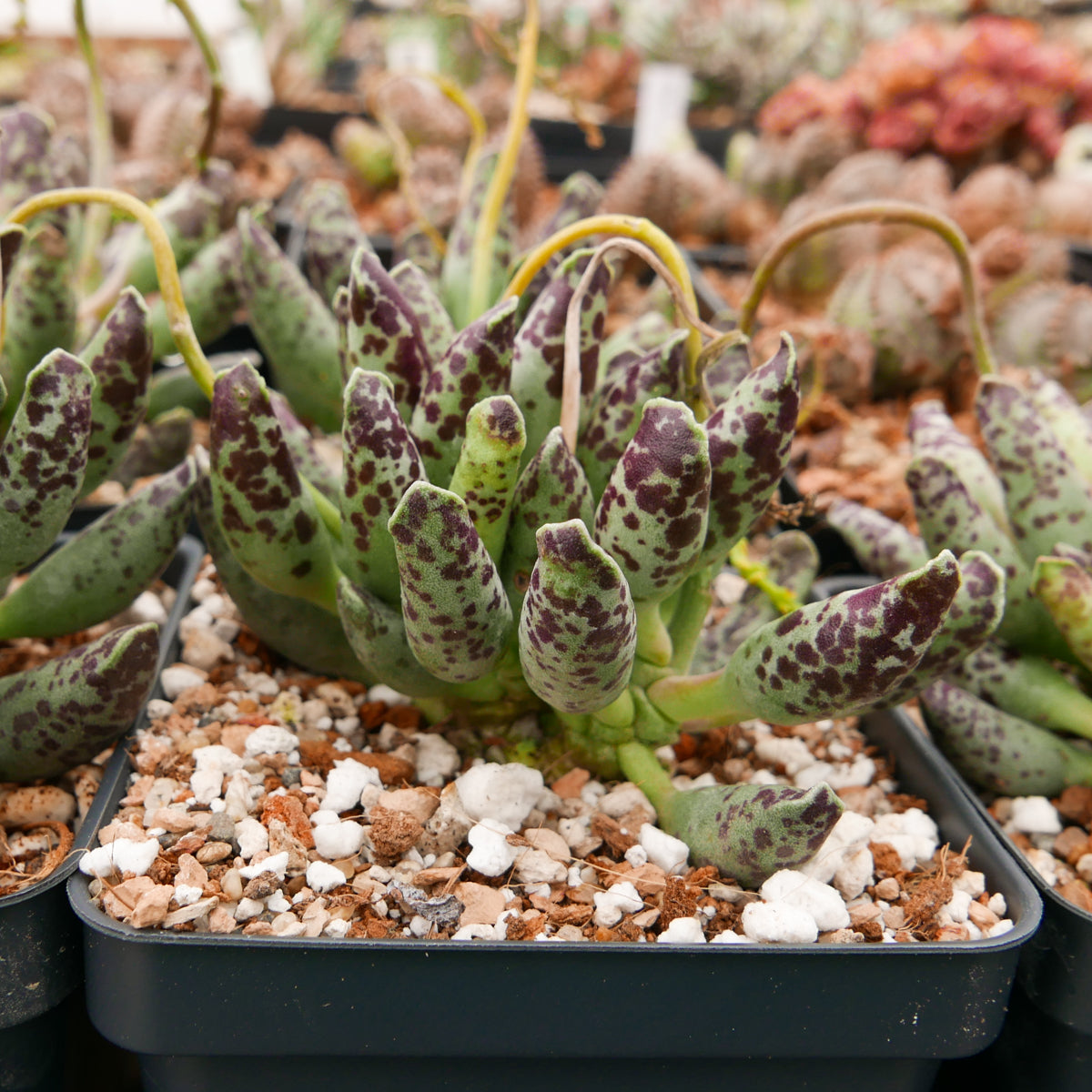 Adromischus cooperi 'Festivus' - Vivid Root