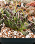 Adromischus cooperi 'Festivus' - Vivid Root