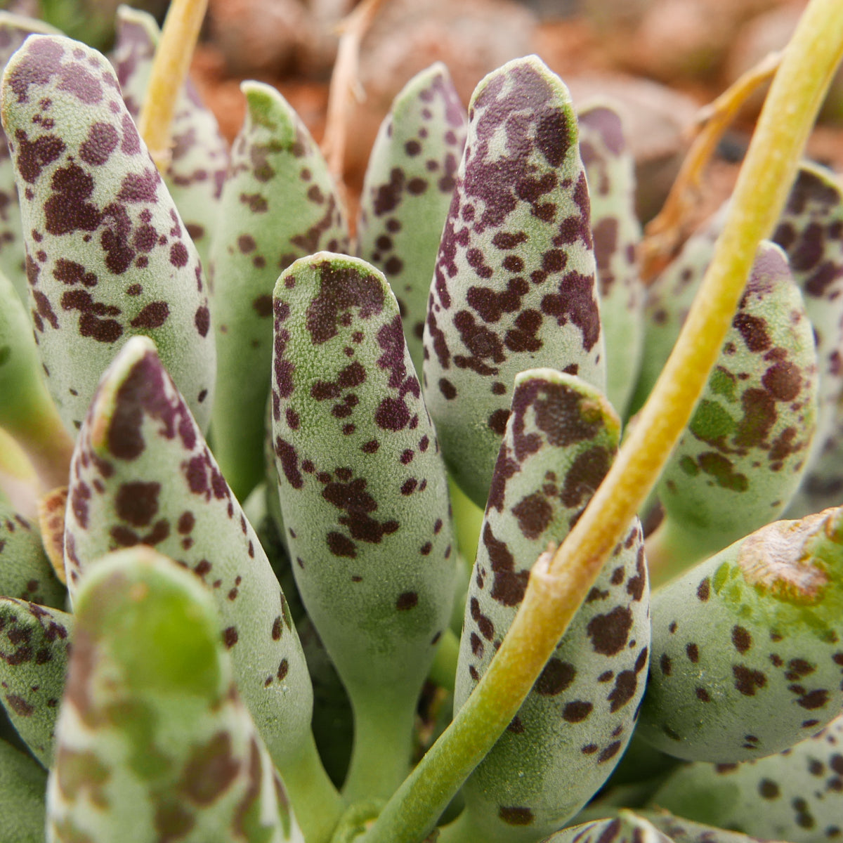 Adromischus cooperi 'Festivus' - Vivid Root