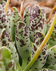 Adromischus cooperi 'Festivus' - Vivid Root