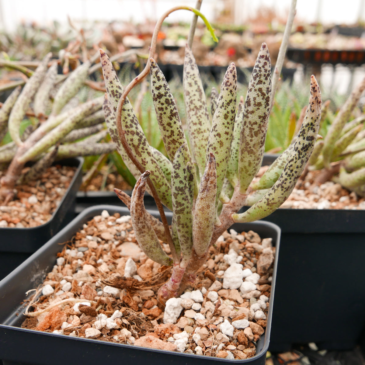 Adromischus filicaulis subsp filicaulis - Vivid Root