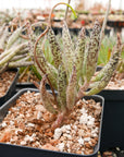 Adromischus filicaulis subsp filicaulis - Vivid Root