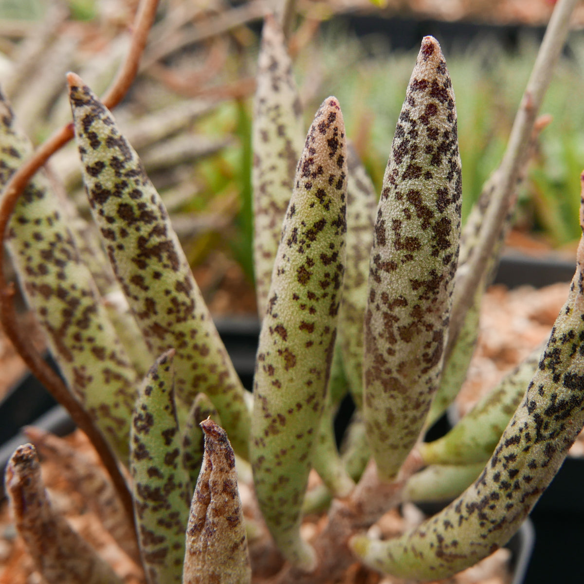 Adromischus filicaulis subsp filicaulis - Vivid Root