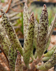 Adromischus filicaulis subsp filicaulis - Vivid Root