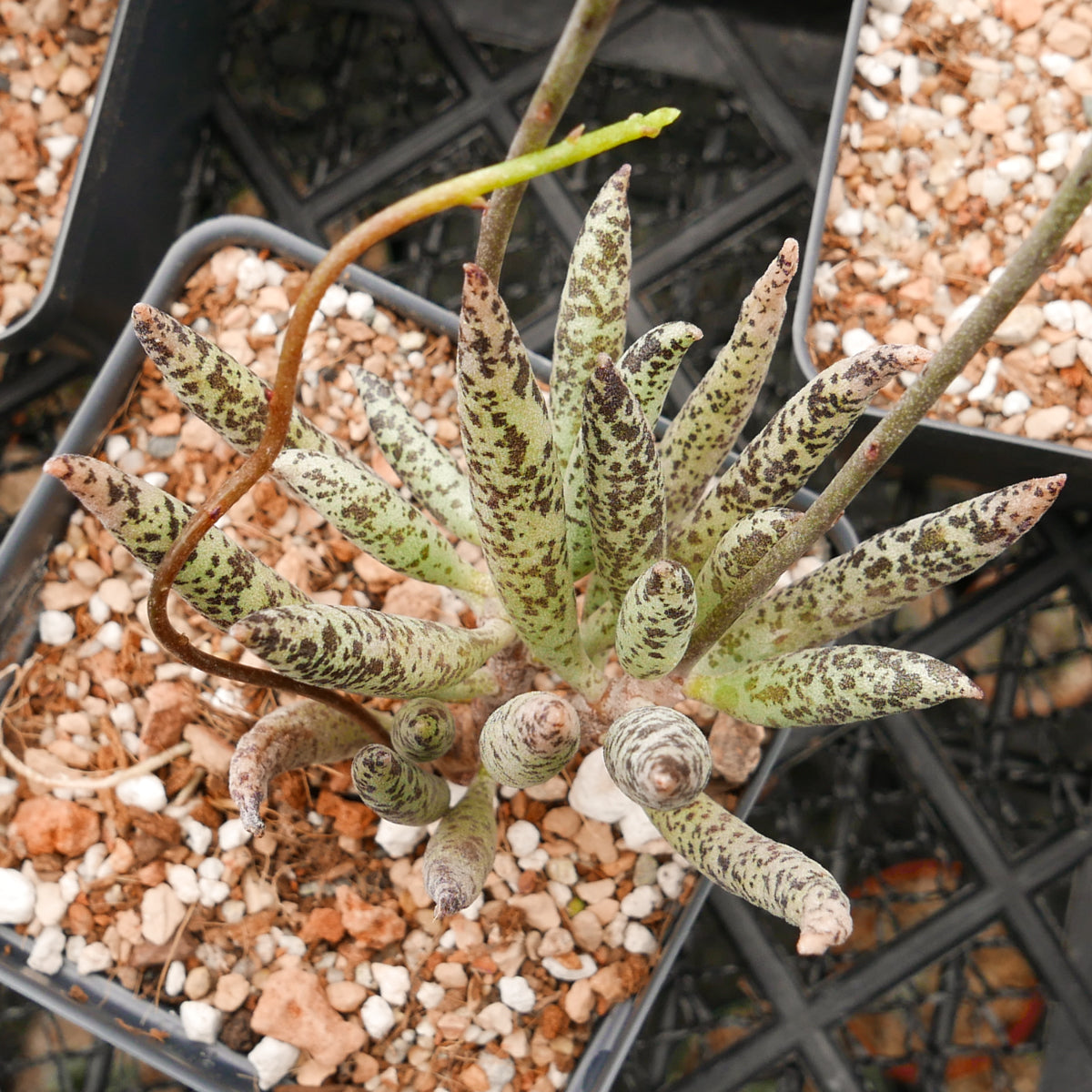 Adromischus filicaulis subsp filicaulis - Vivid Root