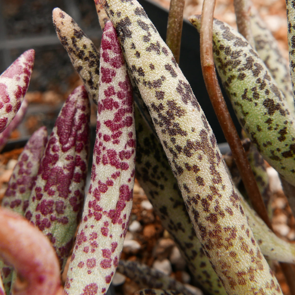 Adromischus filicaulis subsp filicaulis - Vivid Root