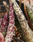 Adromischus filicaulis subsp filicaulis - Vivid Root