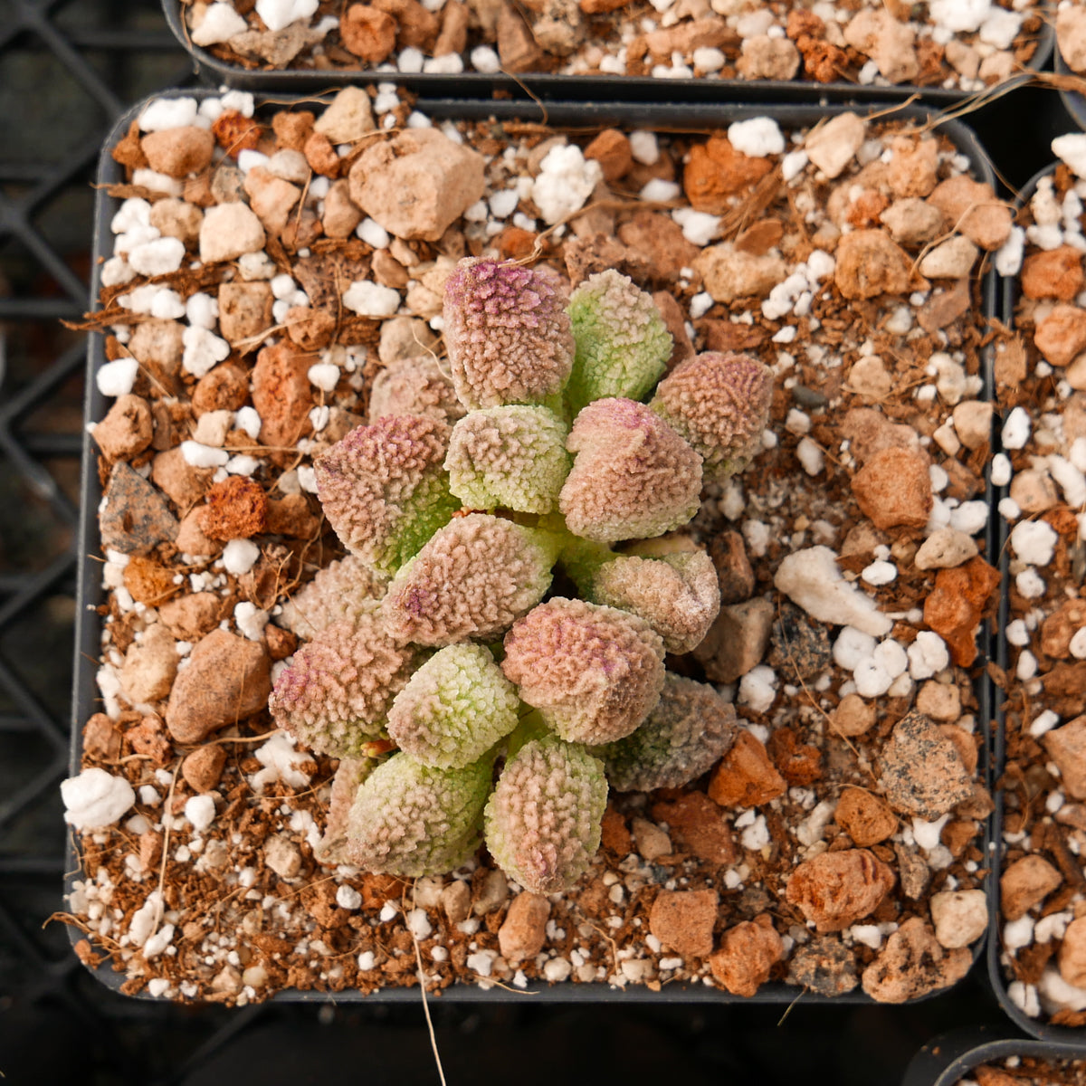 Adromischus marianiae herrei lime drops - Vivid Root