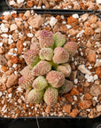 Adromischus marianiae herrei lime drops - Vivid Root