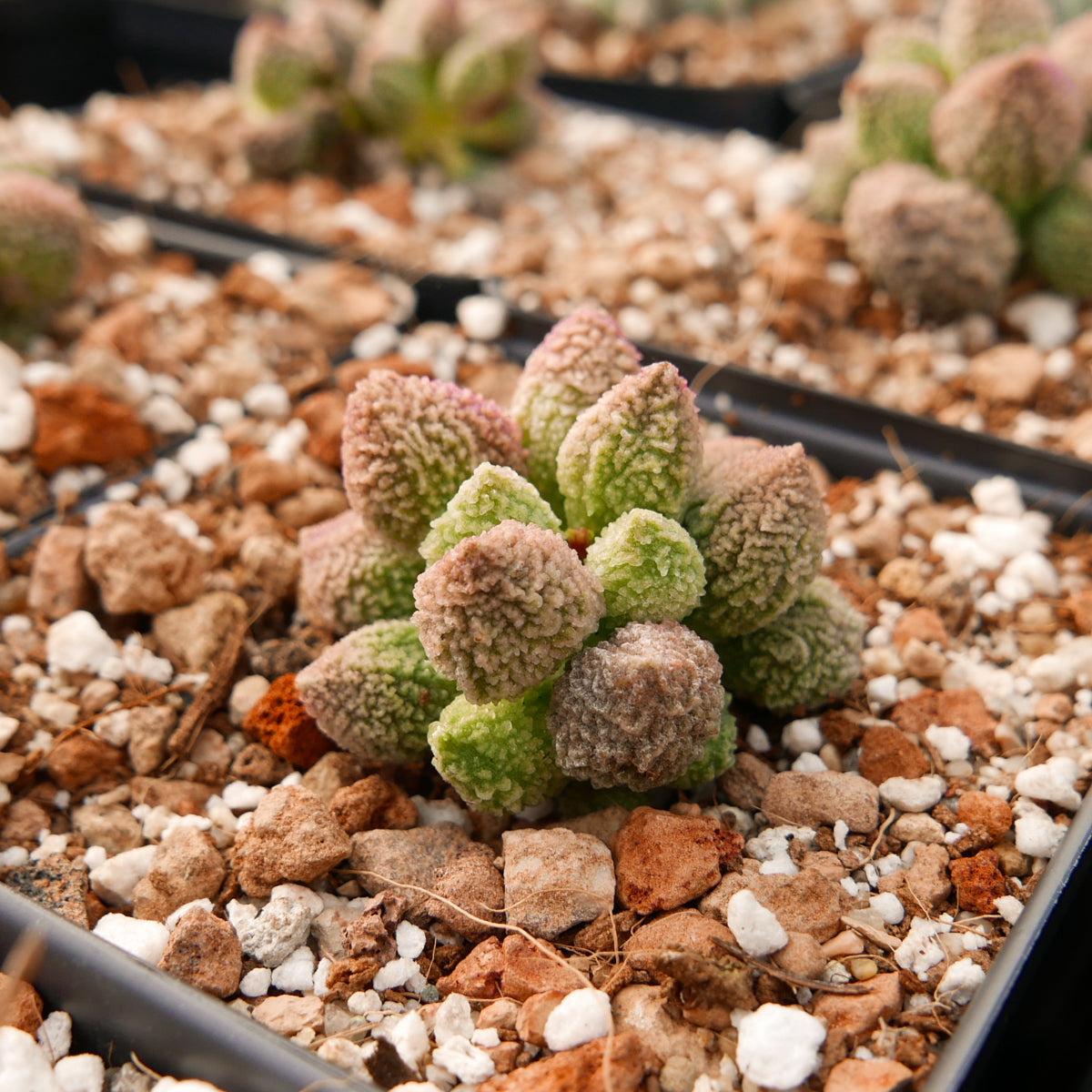 Adromischus marianiae herrei lime drops - Vivid Root