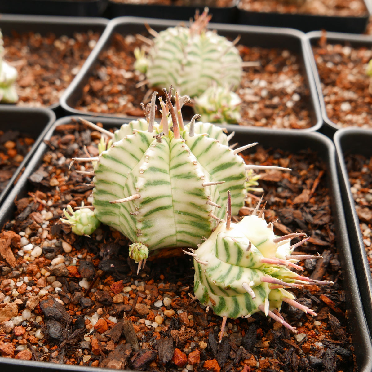 Euphorbia meloformis variegated - Vivid Root