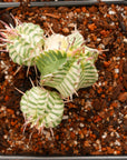 Euphorbia meloformis variegated - Vivid Root
