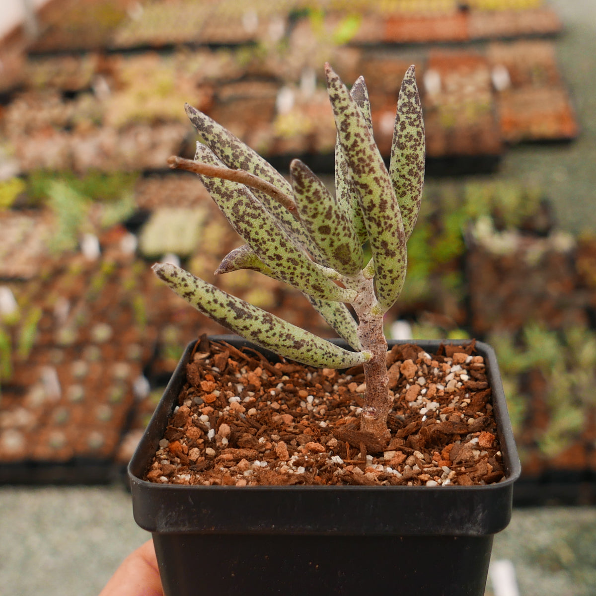 Adromischus filicaulis subsp filicaulis - Vivid Root