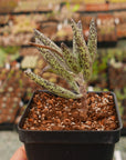 Adromischus filicaulis subsp filicaulis - Vivid Root