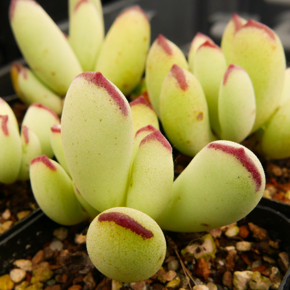 Cotyledon orbiculata - Vivid Root