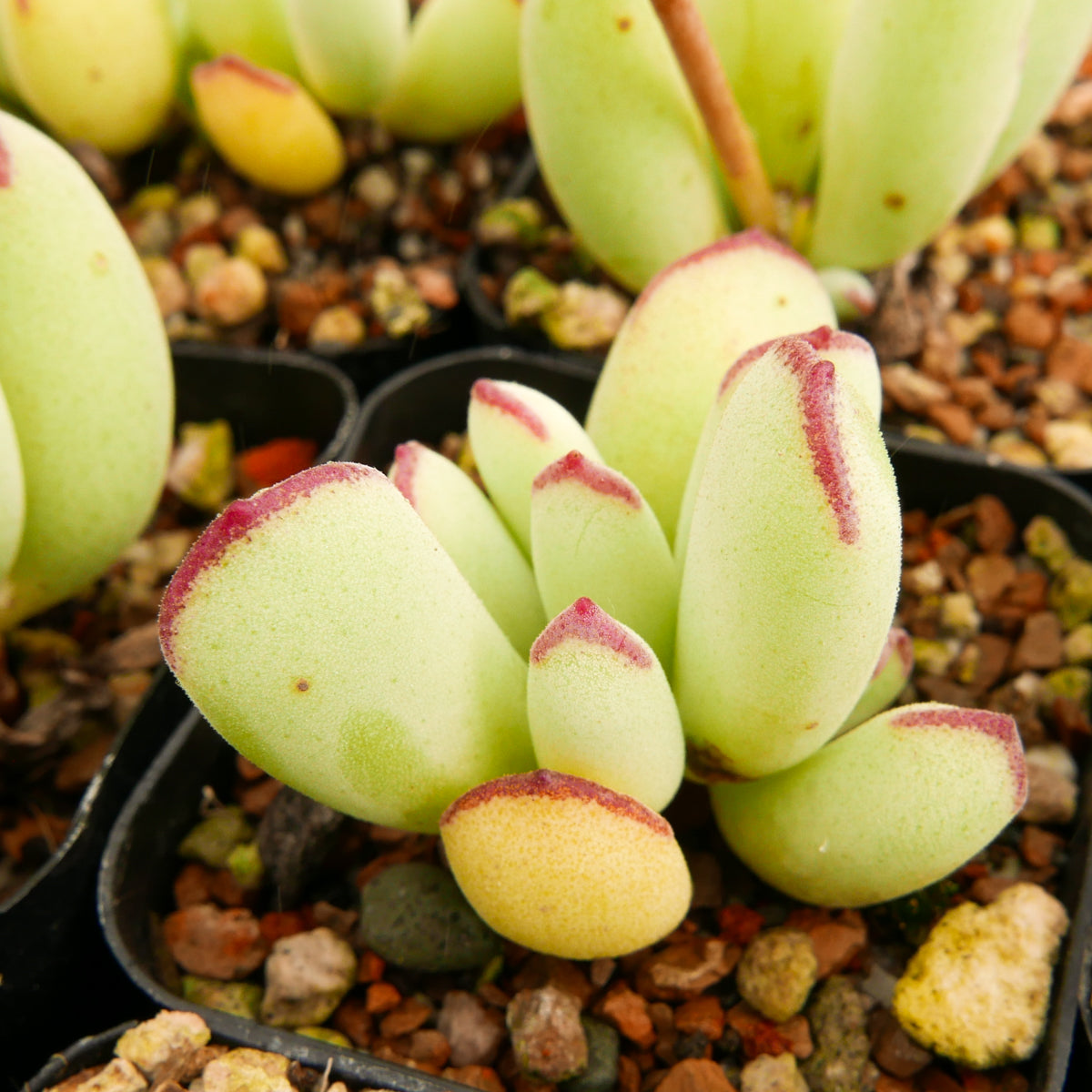 Cotyledon orbiculata - Vivid Root