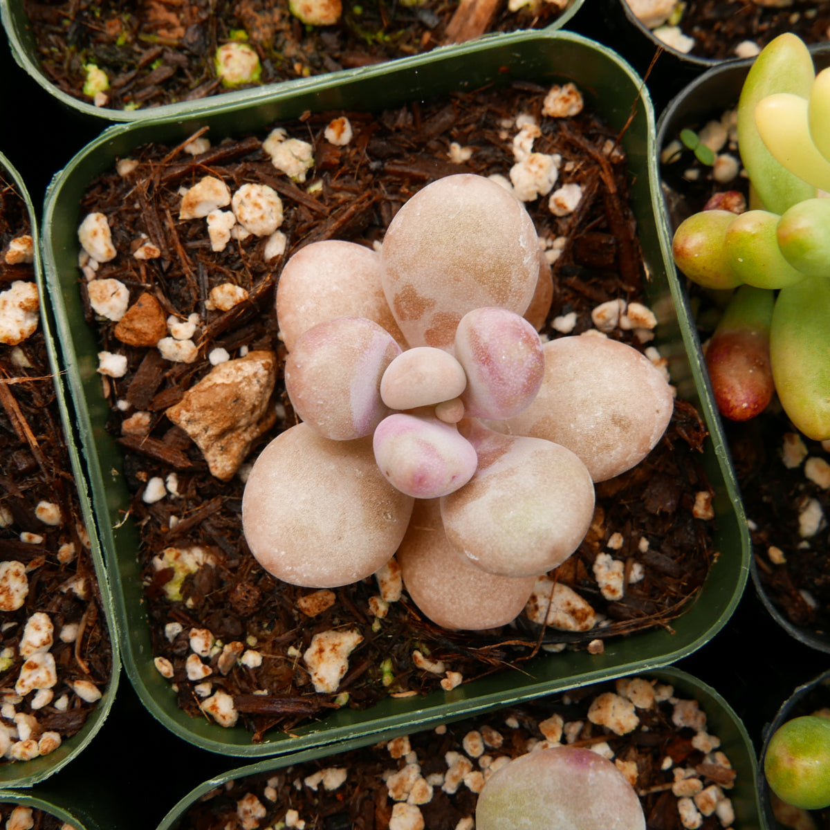 Graptopetalum amethystinum - Lavender Pebbles - Vivid Root