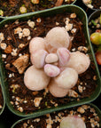 Graptopetalum amethystinum - Lavender Pebbles - Vivid Root