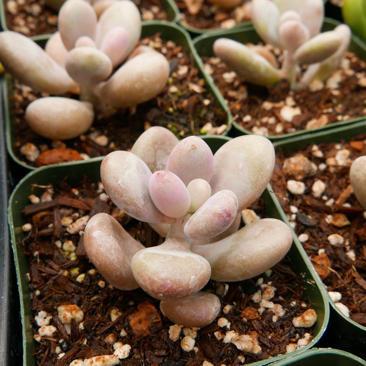 Graptopetalum amethystinum - Lavender Pebbles - Vivid Root