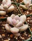 Graptopetalum amethystinum - Lavender Pebbles - Vivid Root