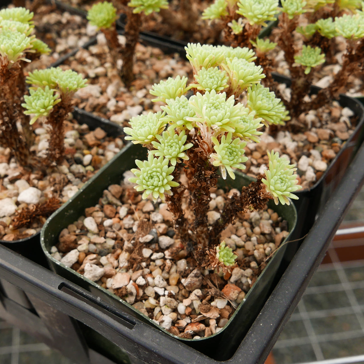 Sedum multiceps - Mini Joshua Tree - Vivid Root