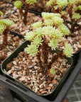 Sedum multiceps - Mini Joshua Tree - Vivid Root