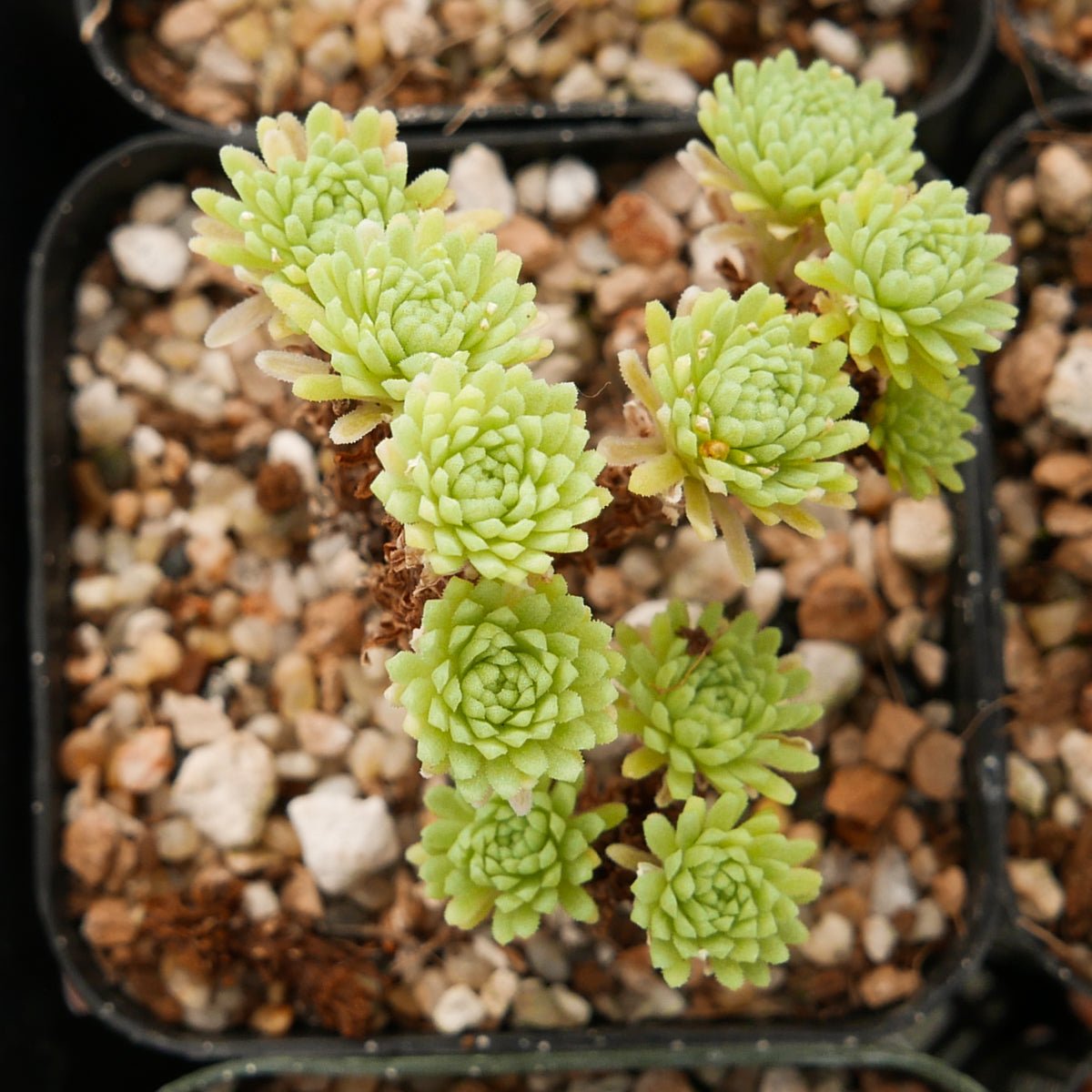 Sedum multiceps - Mini Joshua Tree - Vivid Root