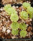 Sedum multiceps - Mini Joshua Tree - Vivid Root