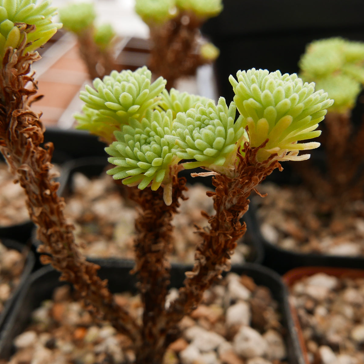 Sedum multiceps - Mini Joshua Tree - Vivid Root