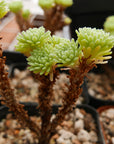 Sedum multiceps - Mini Joshua Tree - Vivid Root