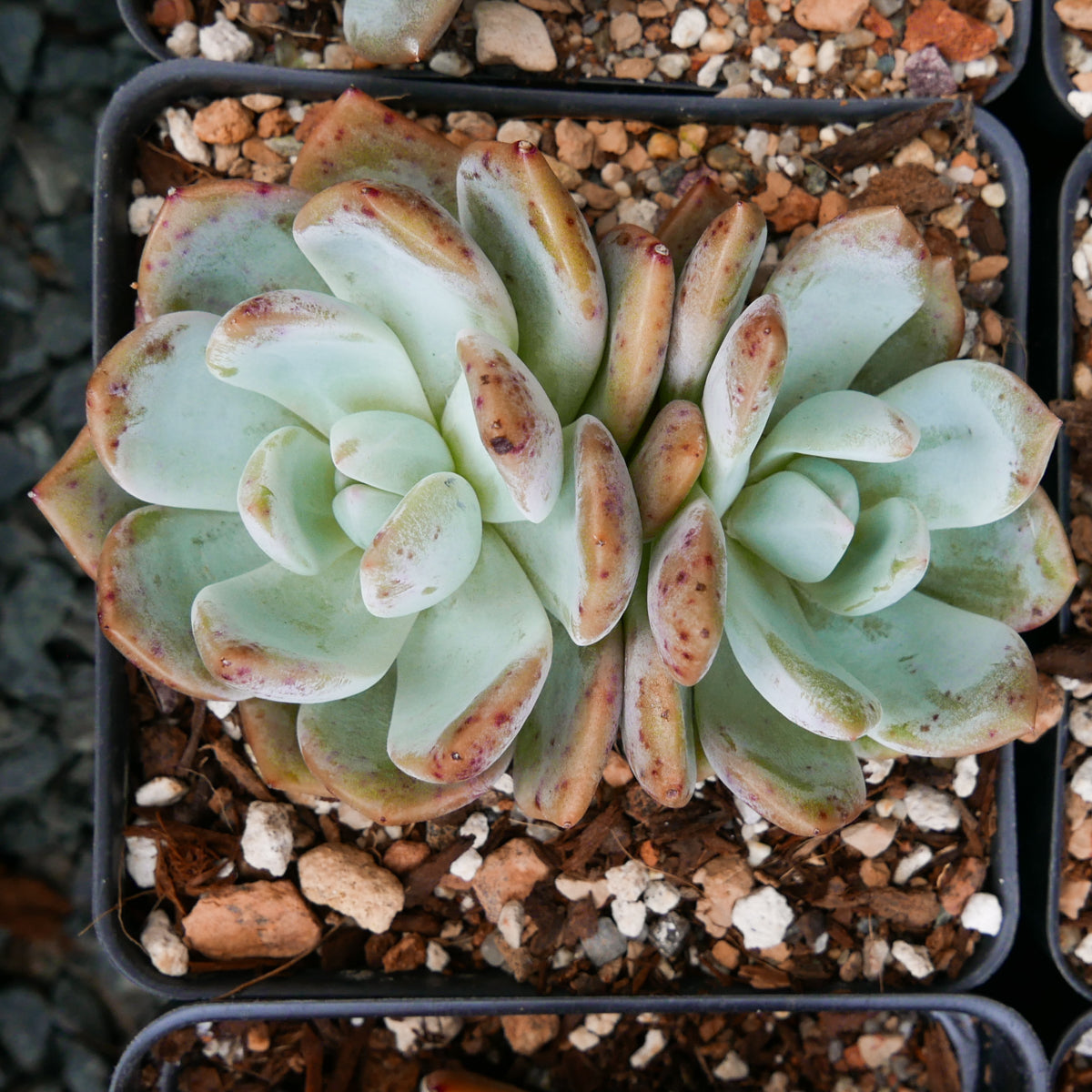 Echeveria Orange Monroe - Vivid Root