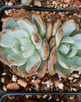 Echeveria Orange Monroe - Vivid Root