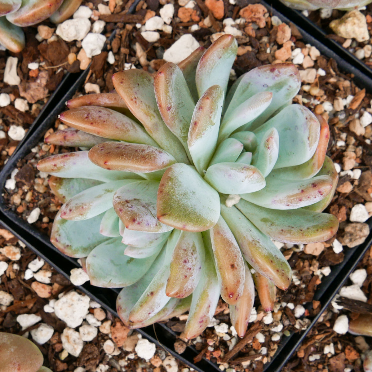 Echeveria Orange Monroe - Vivid Root