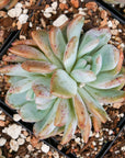 Echeveria Orange Monroe - Vivid Root