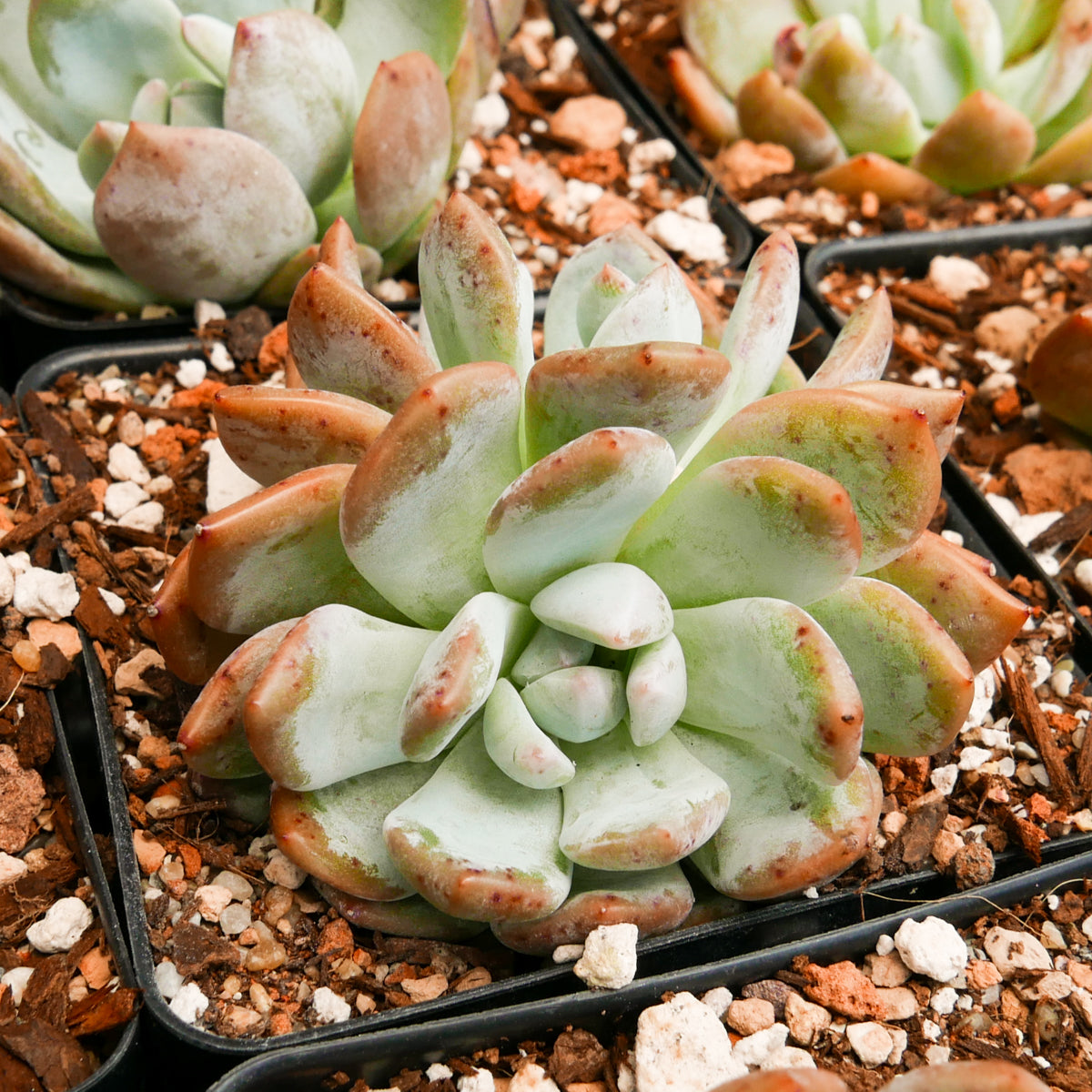 Echeveria Orange Monroe - Vivid Root