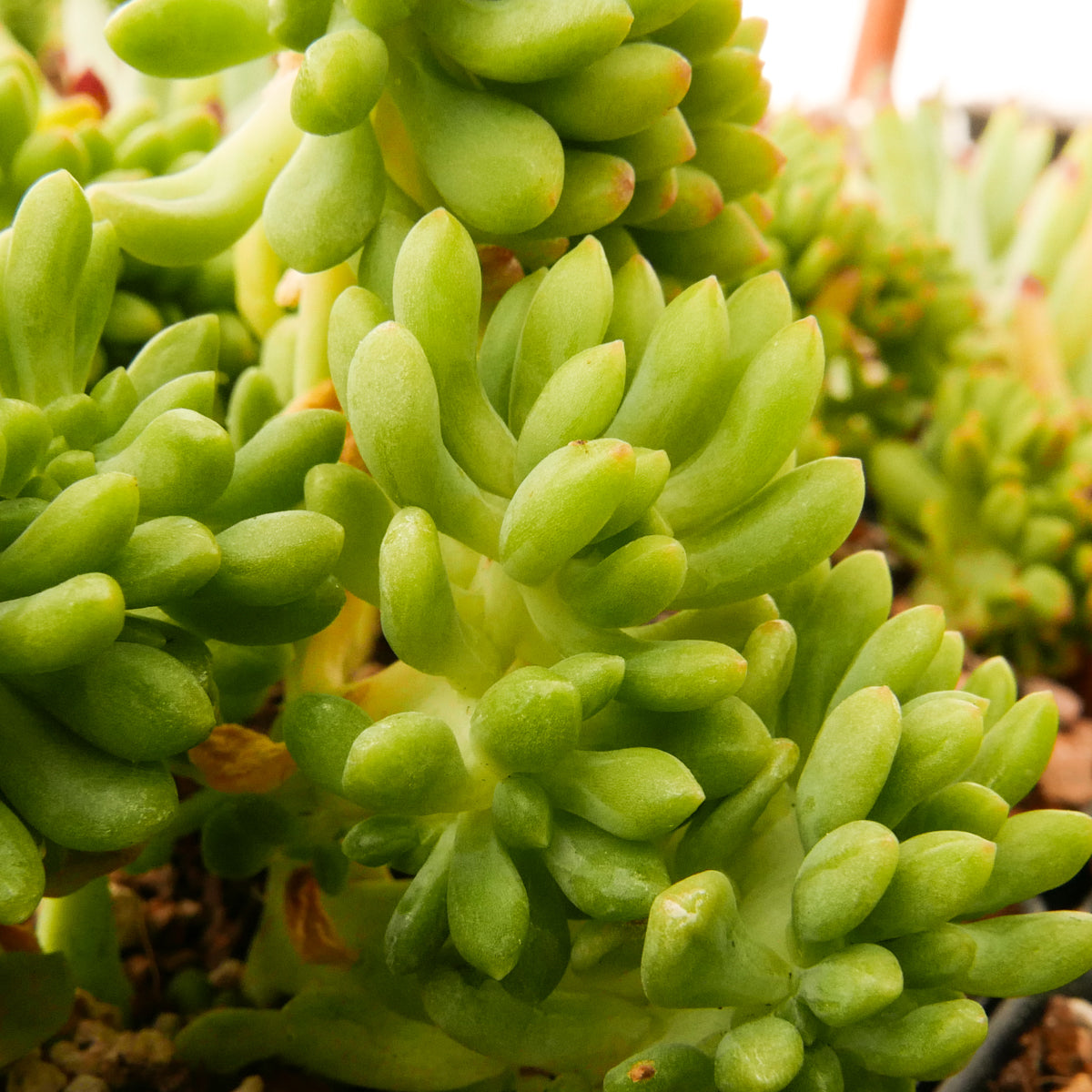 Sedum corynephyllum f. cristata