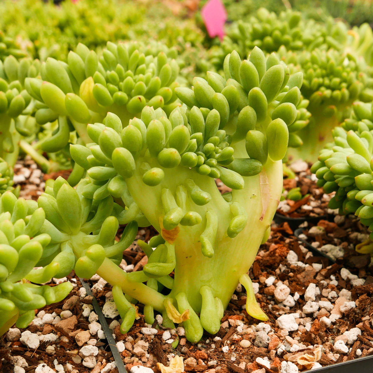 Sedum corynephyllum f. cristata