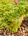 Sedum corynephyllum f. cristata