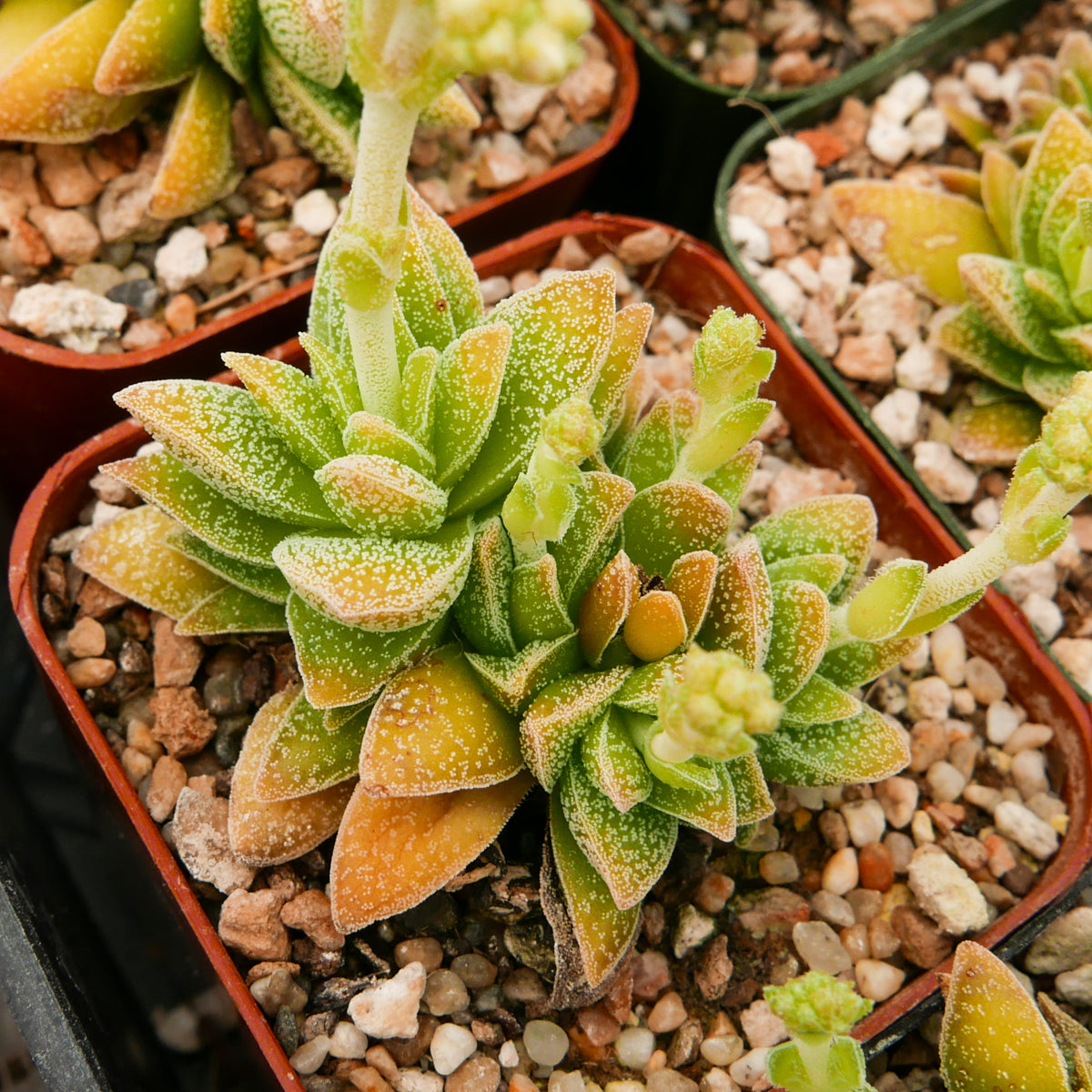 Crassula frosty