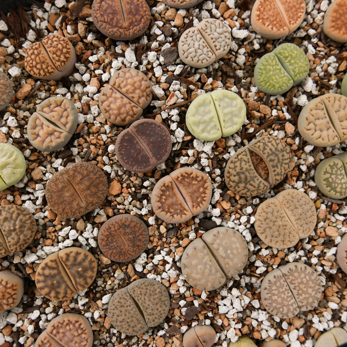 Lithops Mix - Vivid Root