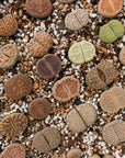 Lithops Mix - Vivid Root