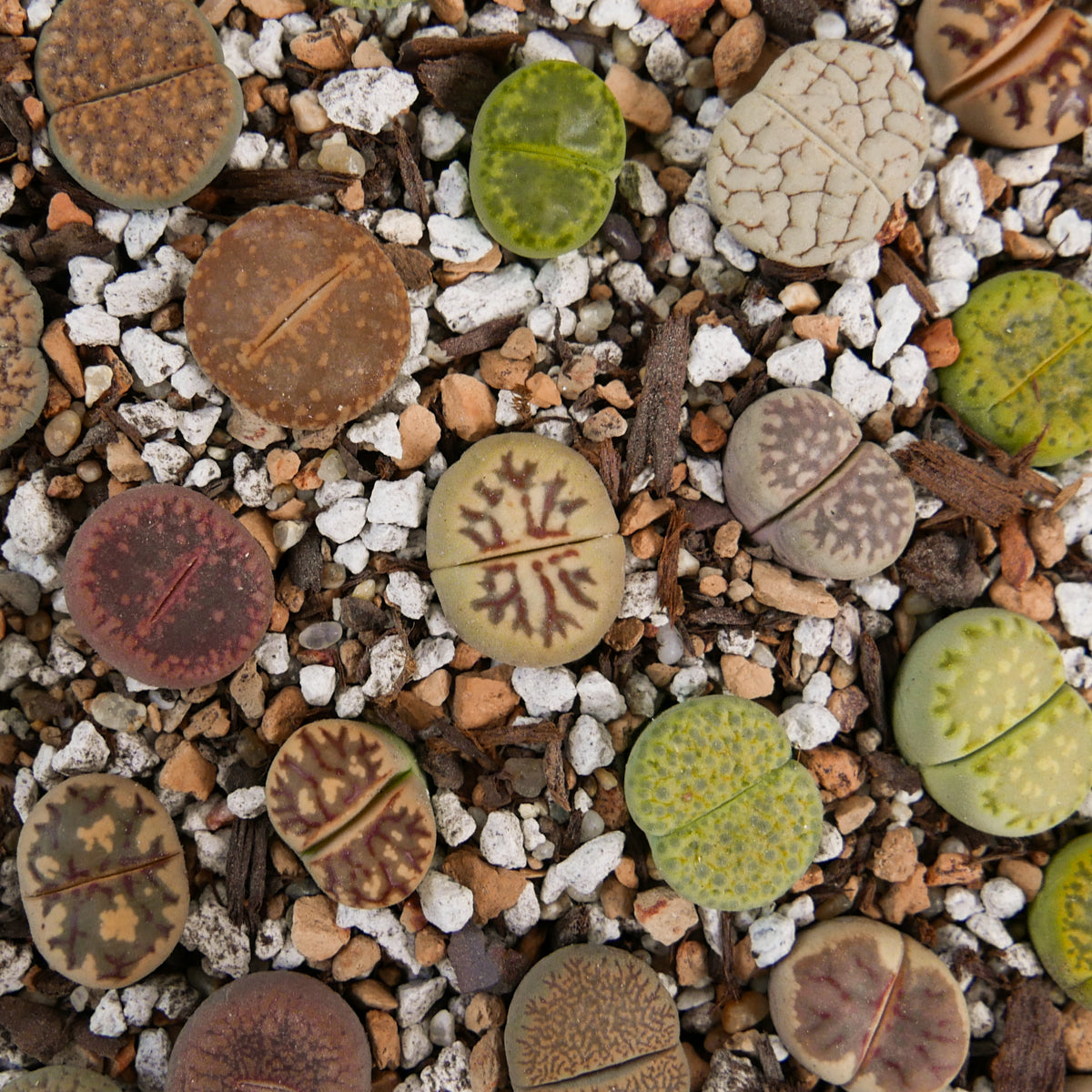 Lithops Mix - Vivid Root