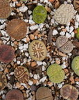 Lithops Mix - Vivid Root