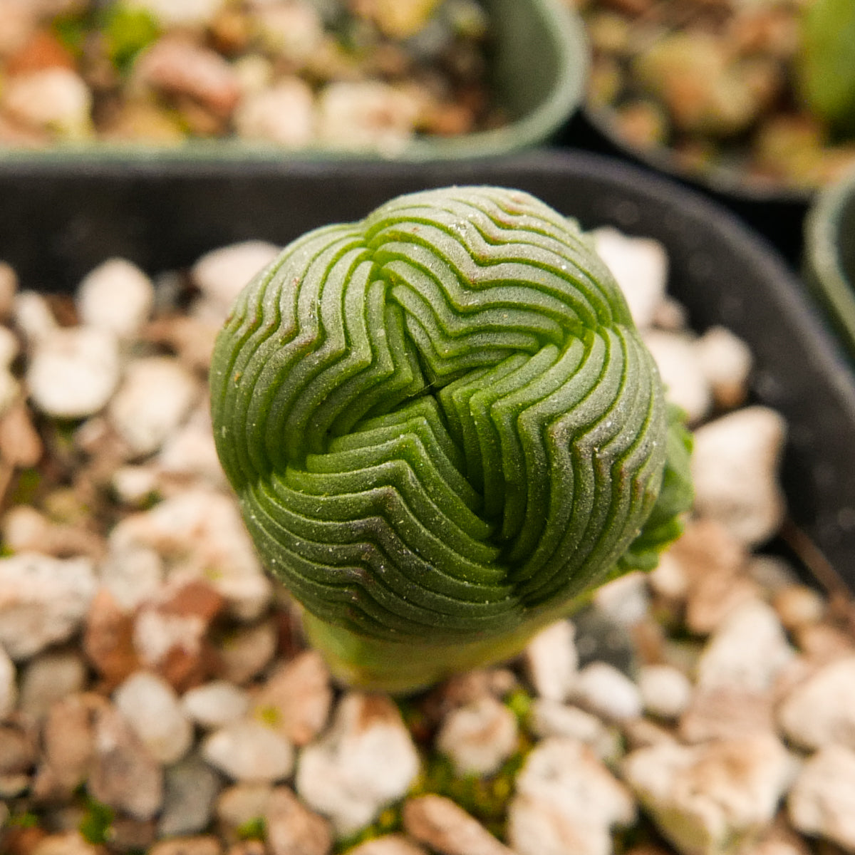 Crassula pyramidalis - Mini Buddha's Temple - Vivid Root