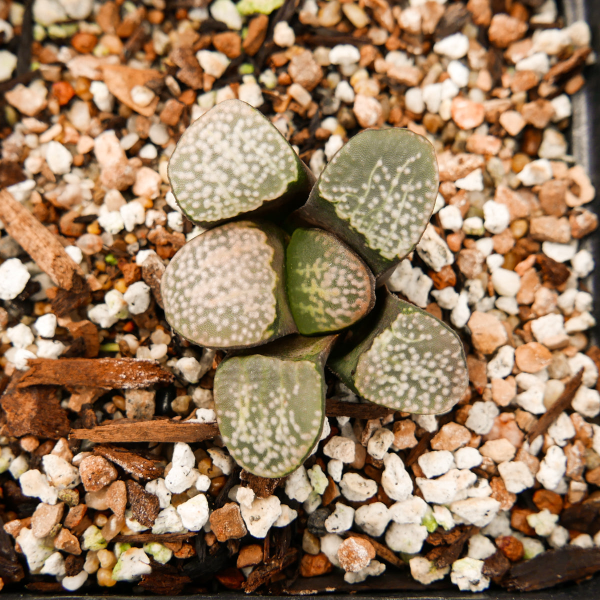 Haworthia groenwaldii - Vivid Root