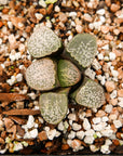 Haworthia groenwaldii - Vivid Root