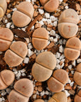 Lithops dinteri C206 - 4 heads