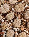 Lithops werneri C188 - 4 heads