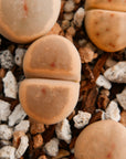 Lithops dinteri C206 - 4 heads